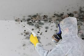 Reliable Ogdensburg, NJ Mold Removal Services Solutions